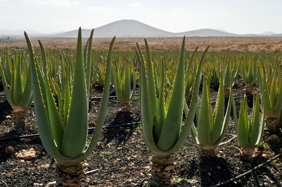 Aloe Vera Plants in Field